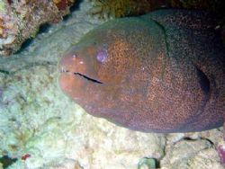 Egypt, Red Sea. Moray eel in its lair. So typical... by Maurizio Carmini 
